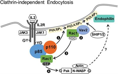 Cytokine Receptor Endocytosis: New Kinase Activity-Dependent and -Independent Roles of PI3K